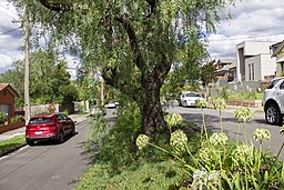Divided_road_at_Kellett_Grove_Kew